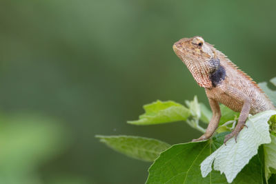 Close-up of a lizard on leaf