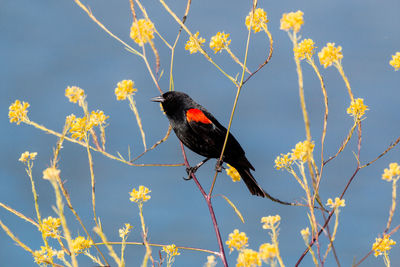 Red-winged black bird perching on a flower