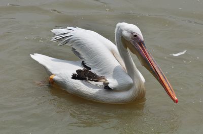 High angle view of pelican swimming in lake