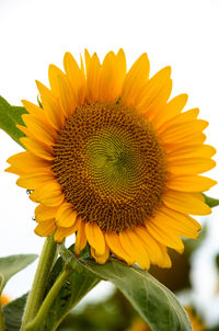 Close-up of fresh sunflower blooming against sky