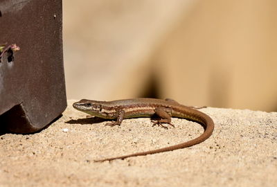 Close-up of a lizard on wall