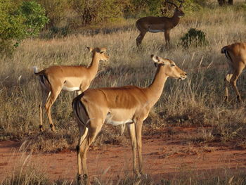 View of deer on field