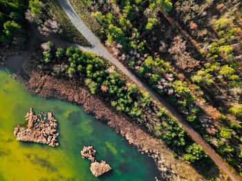 High angle view of road amidst trees