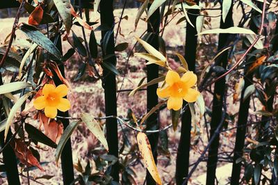 Close-up of yellow flowers