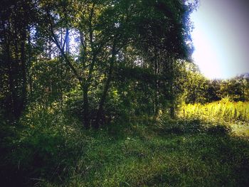 Trees growing in forest