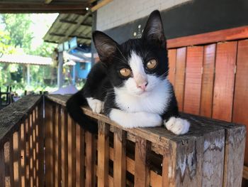 Portrait of cat on table outdoors