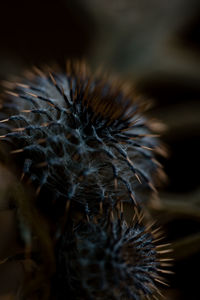 Macro shot of dry plants