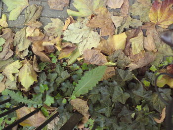 Full frame shot of autumn leaves