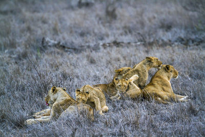 Lionesses sitting on grass