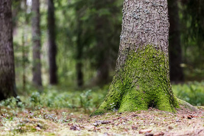 Close-up of tree trunk in forest