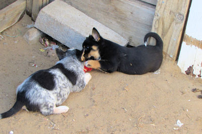 High angle view of dog sitting outdoors