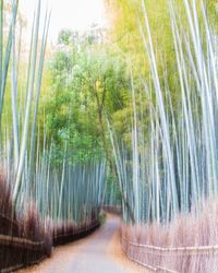 Bamboo trees in forest