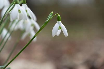 Close-up of white flower blooming outdoors