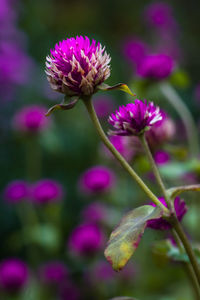 Close-up of purple flowering plant