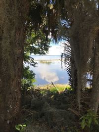 Reflection of trees in lake