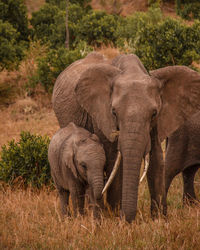 Elephant in a field