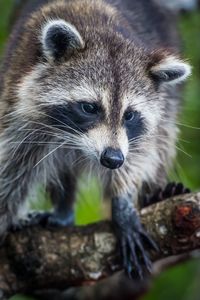 Low angle view of raccoon on tree