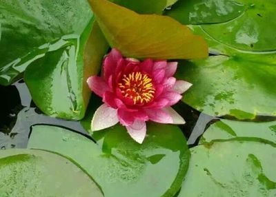 Close-up of lotus water lily in pond