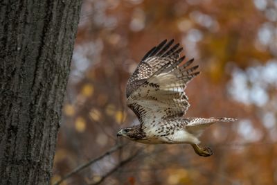 Close-up of a bird flying