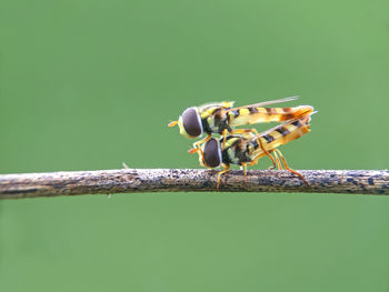 Close-up of insect on leaf
