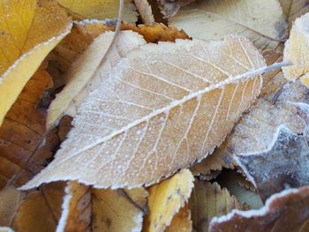 Close-up high angle view of leaf