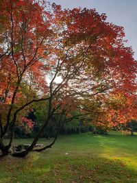 Trees in park during autumn