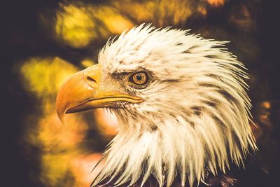Close-up portrait of owl