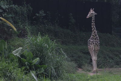 Giraffe standing on field against trees