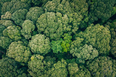 Full frame shot of fresh green leaves