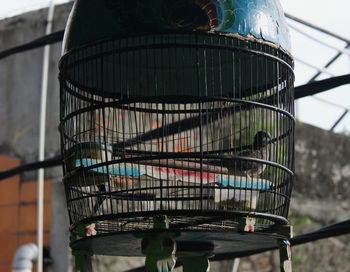 Close-up of bird in cage