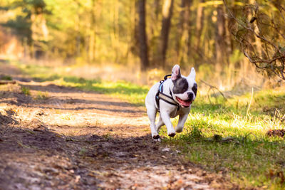 Dog walking on grass