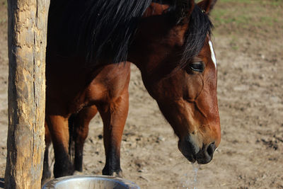 Close-up of horse in stable