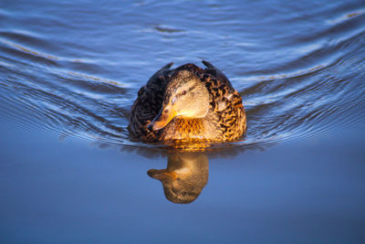 Close-up of duck swimming in lake reflection 