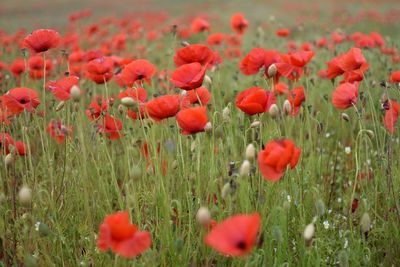 Close-up of red poppy flowers in field