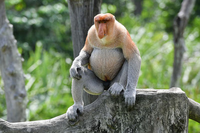Lion sitting on tree branch