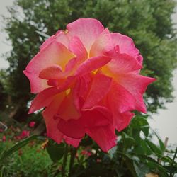 Close-up of pink rose