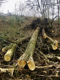 Stack of logs on field in forest