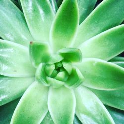 Full frame shot of succulent plant