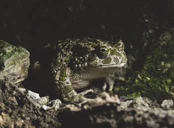 Close-up of frog on rock