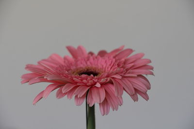 Close-up of pink flower against white background