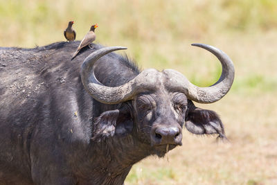 African buffalo with oxpecker on its head