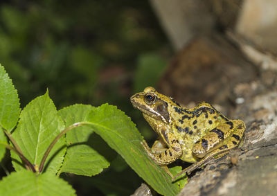 Close-up of lizard