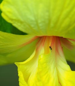 Close-up of insect on yellow flower