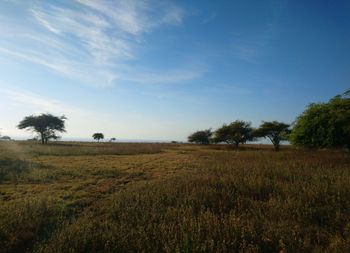 Scenic view of field against sky