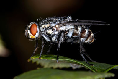 Close-up of insect over black background