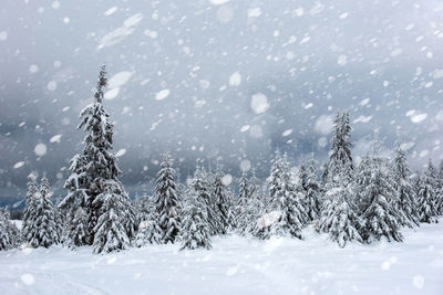 Snow covered pine trees against sky