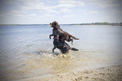 Dog running in a sea