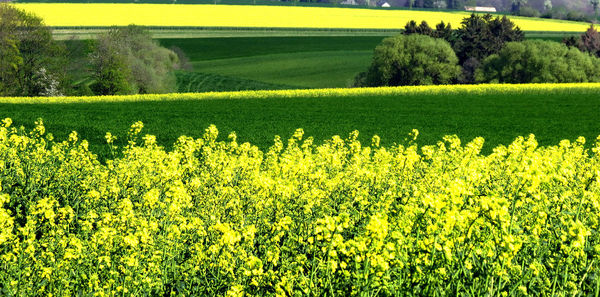Scenic view of oilseed rape field