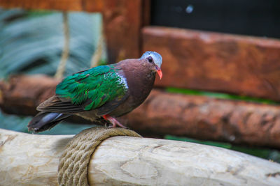 Close-up of bird perching outdoors