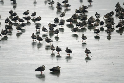 Ducks walking on ice lake